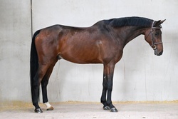 phenomenal German Warmblood Jumper photo 1