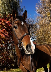 Zeus Warmblood Equitation photo 1