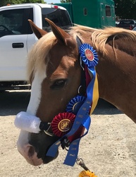 D.F. I've Got Rhythm Welsh Pony Hunter photo 5