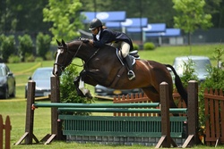 Rio's Grand Finale Canadian Sport Horse Hunter photo 1
