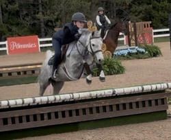 Stoneleigh Welsh Cross Hunter photo 2