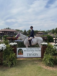 Glencameron's Navy Boy Welsh Cob Hunter photo 2