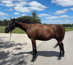 Blown Away Hanoverian Jumper photo 8