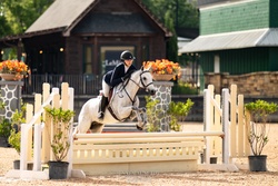 Glencameron's Navy Boy Welsh Cob Hunter photo 1