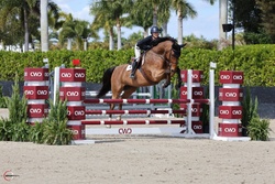 “Ranger” Warmblood Jumper photo 5
