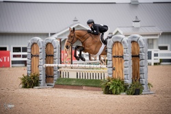 Espresso Warmblood Hunter photo 7