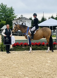 Highlight German Riding Pony Hunter photo 6