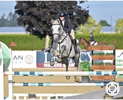 DAKITO P Hanoverian Jumper photo 1