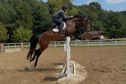 Tres Jolie Dutch Warmblood Jumper photo 3