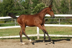 Oro Fiera QTM Westphalian Jumper photo 1