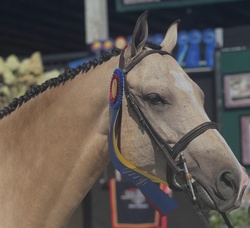 Boca's Pony Boy Welsh Pony Hunter photo 3