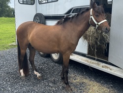 Ferrero Rocher Welsh Cross Hunter photo 9