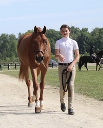 Dexter Warmblood Cross Hunter photo 4