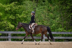 Oh Lo La Welsh Cross Hunter photo 1