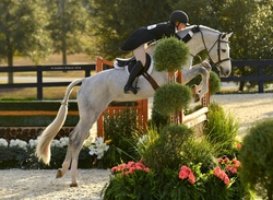 Conner De La Vie Z Belgian Warmblood Hunter photo 3