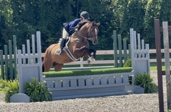 Vintage Warmblood Hunter photo 2