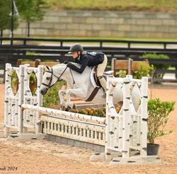 Texas Moonshine Welsh Pony Hunter photo 2