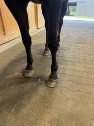 Blown Away Hanoverian Jumper photo 9
