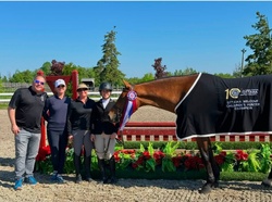 Athena Canadian Warmblood Hunter photo 6