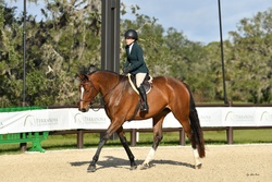 N' The Balou Dutch Warmblood Jumper photo 6