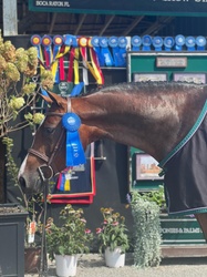 Adore Me Dutch Warmblood Hunter photo 7