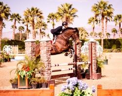 Jack Dutch Warmblood Equitation photo 3
