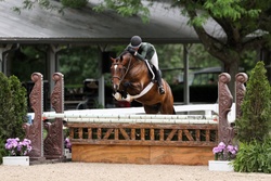 Highgate Westphalian Hunter photo 5