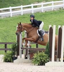 Dexter Warmblood Cross Hunter photo 7
