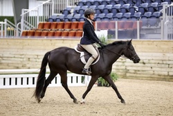 A Knack For Bling Welsh Pony Hunter photo 5