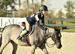 Raspberri Jam Welsh Cross Hunter photo 2
