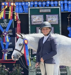 Boca's Stars Go Blue Warmblood Cross Hunter photo 4