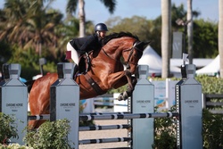 “Ranger” Warmblood Jumper photo 1