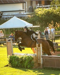 Jack Dutch Warmblood Equitation photo 4