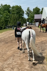 Cross Creek White Water Welsh Pony Hunter photo 4
