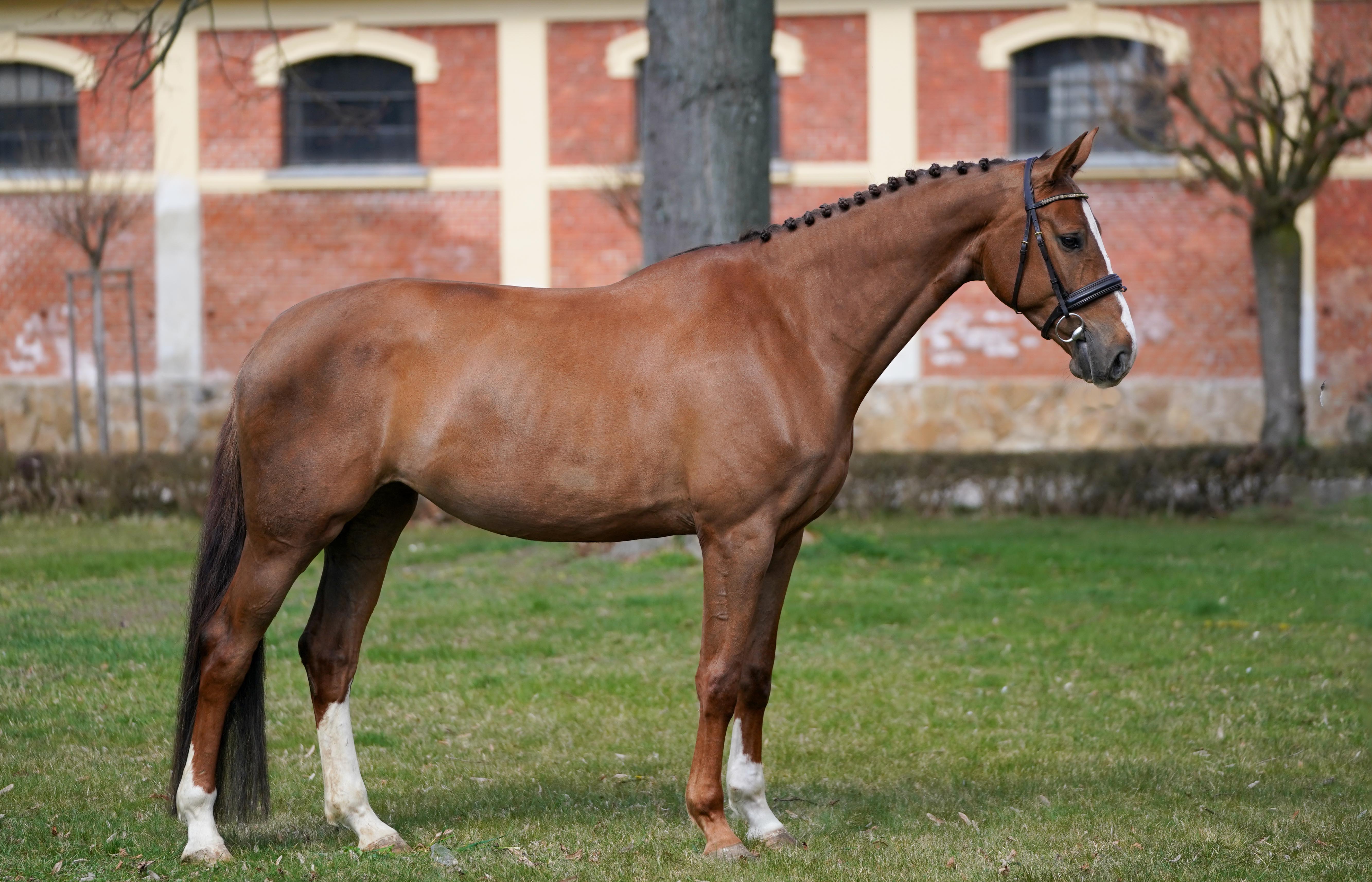 2021 16.2 hand Czech Warmblood Mare BIGEQ +