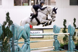 Remi Van De Vrunte Belgian Warmblood Jumper photo 4