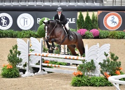 Galiano Swedish Warmblood Equitation photo 2