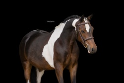 Jessy Bo Duke Other Breed Hunter photo 5