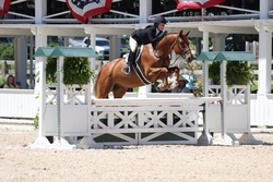 Right Now German Warmblood Hunter photo 4