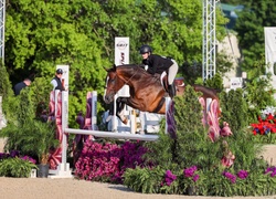 Galiano Swedish Warmblood Equitation photo 3