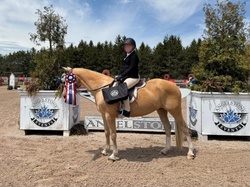 Goldilocks Welsh Pony Hunter photo 2