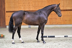Tialitha Warmblood Jumper photo 2
