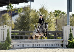 Picturesque Hats Off Welsh Cross Hunter photo 3