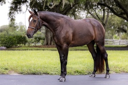 Tremendous Hanoverian Hunter photo 3