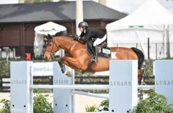 Delia B Dutch Warmblood Jumper photo 4