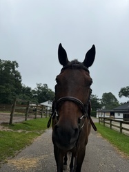 Rolo English TB Hunter photo 1