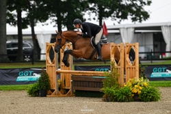 CMS Cruise Control Warmblood Hunter photo 1