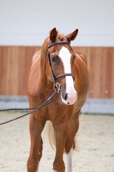 Lord Oldenburg Hunter photo 2
