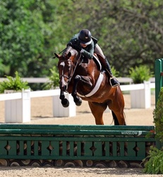 Adore Me Dutch Warmblood Hunter photo 1