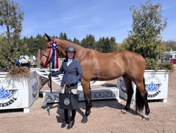 Espresso Warmblood Hunter photo 6